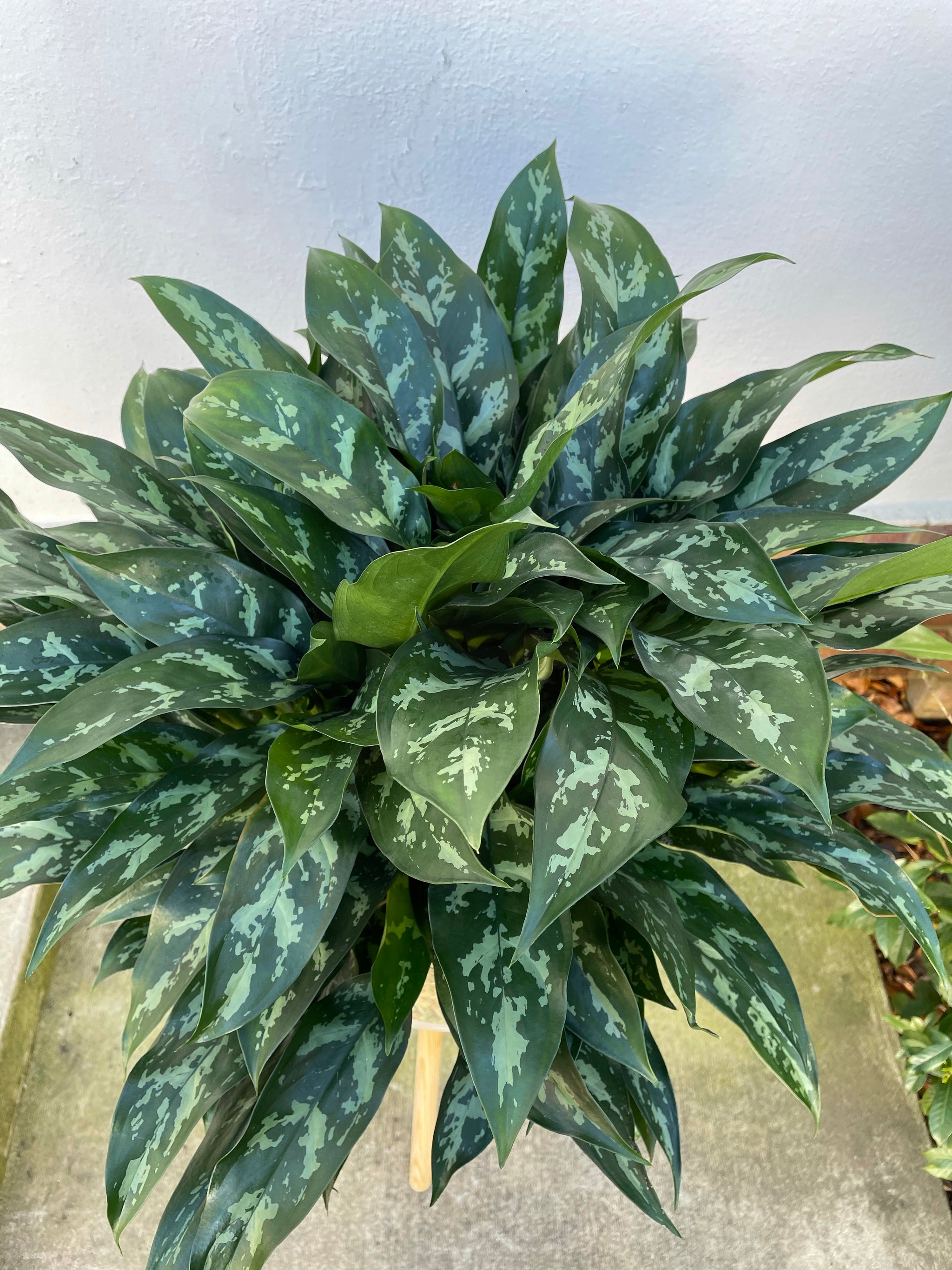 aglaonema compact maria Aglaonema Maria – Lush Plant Co. Decatur