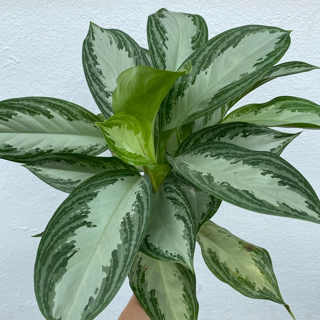 Aglaonema Silver Bay