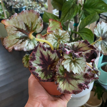Load image into Gallery viewer, Assorted Begonia
