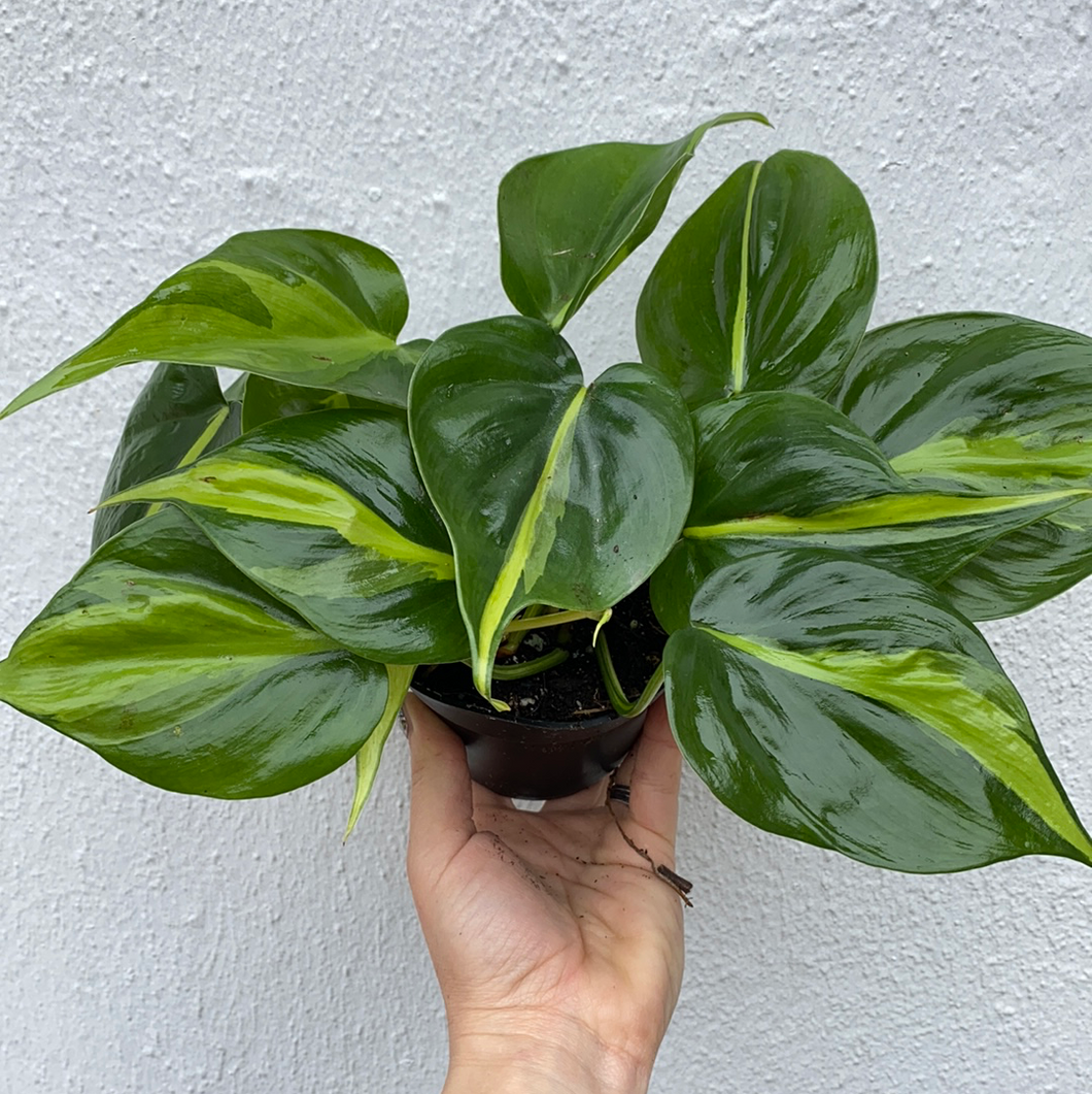 Philodendron Brasil