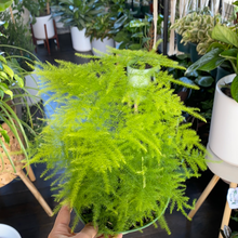 Load image into Gallery viewer, Plumosa Fern
