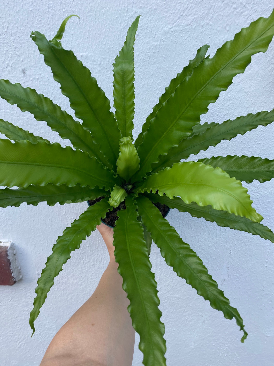 birds nest fern pale Birds Nest Fern – Lush Plant Co. Decatur
