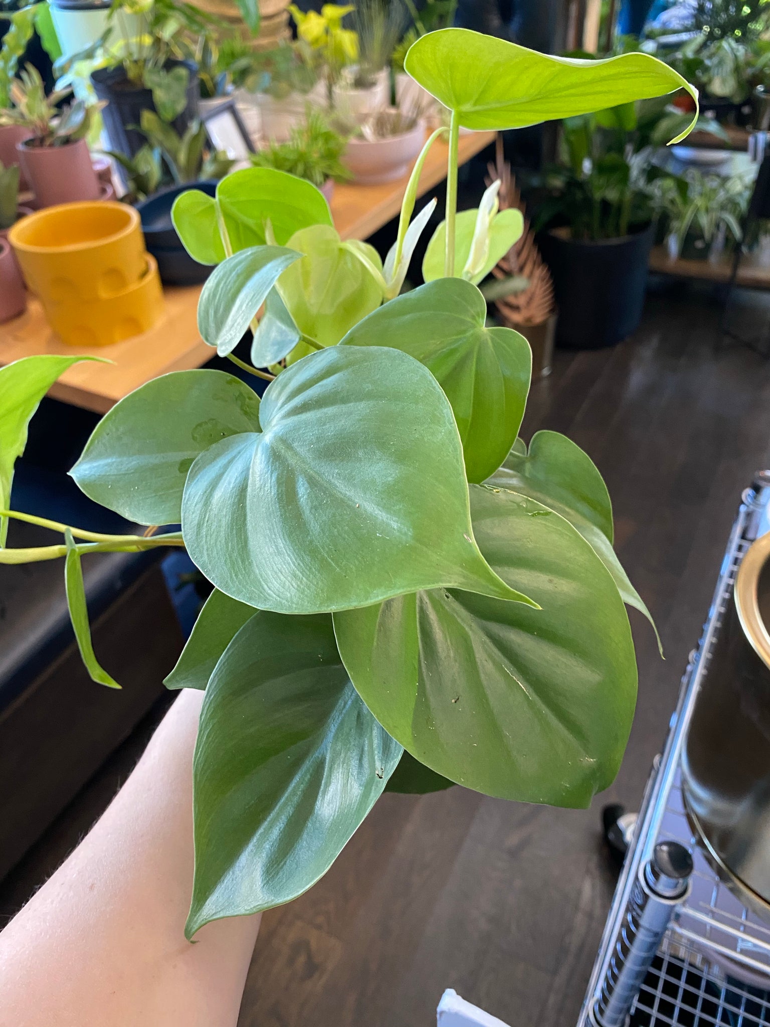 philodendron cordatum flower Philodendron Cordatum – Lush Plant Co. Decatur