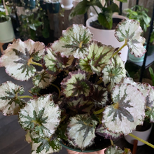 Load image into Gallery viewer, Assorted Begonia
