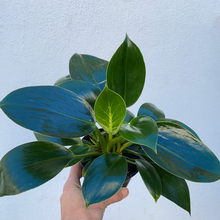 Load image into Gallery viewer, Philodendron Birkin
