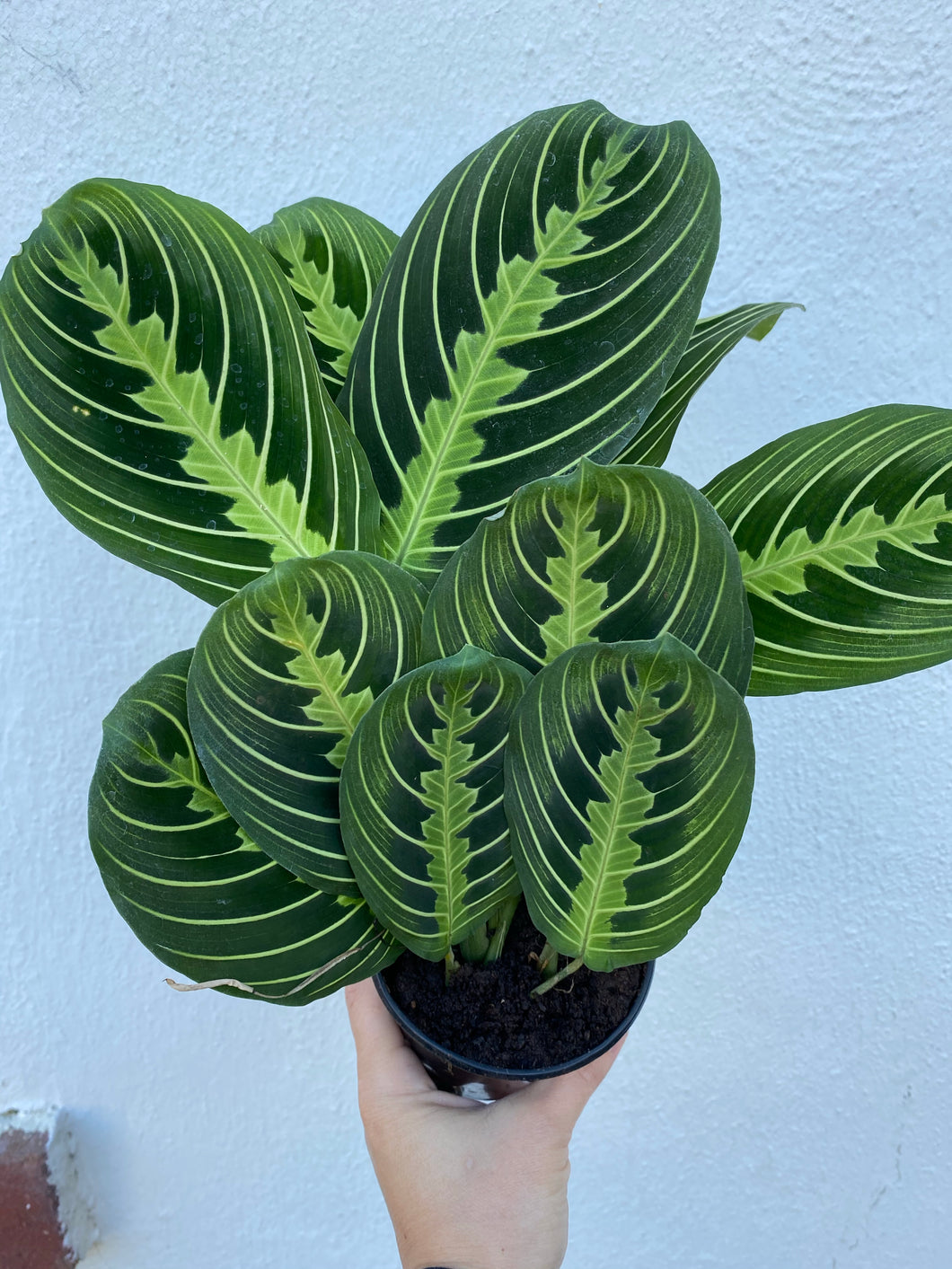 Lemon Lime Maranta