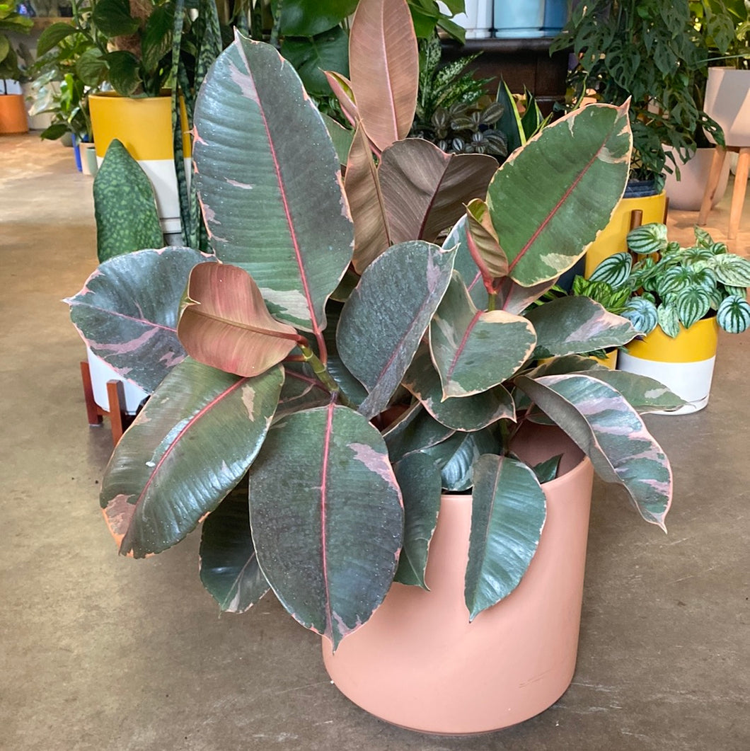 Ficus Elastica Ruby