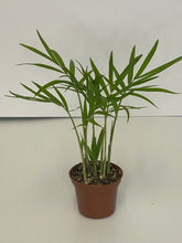 Load image into Gallery viewer, Neanthe Bella Palm (Parlor Palm)
