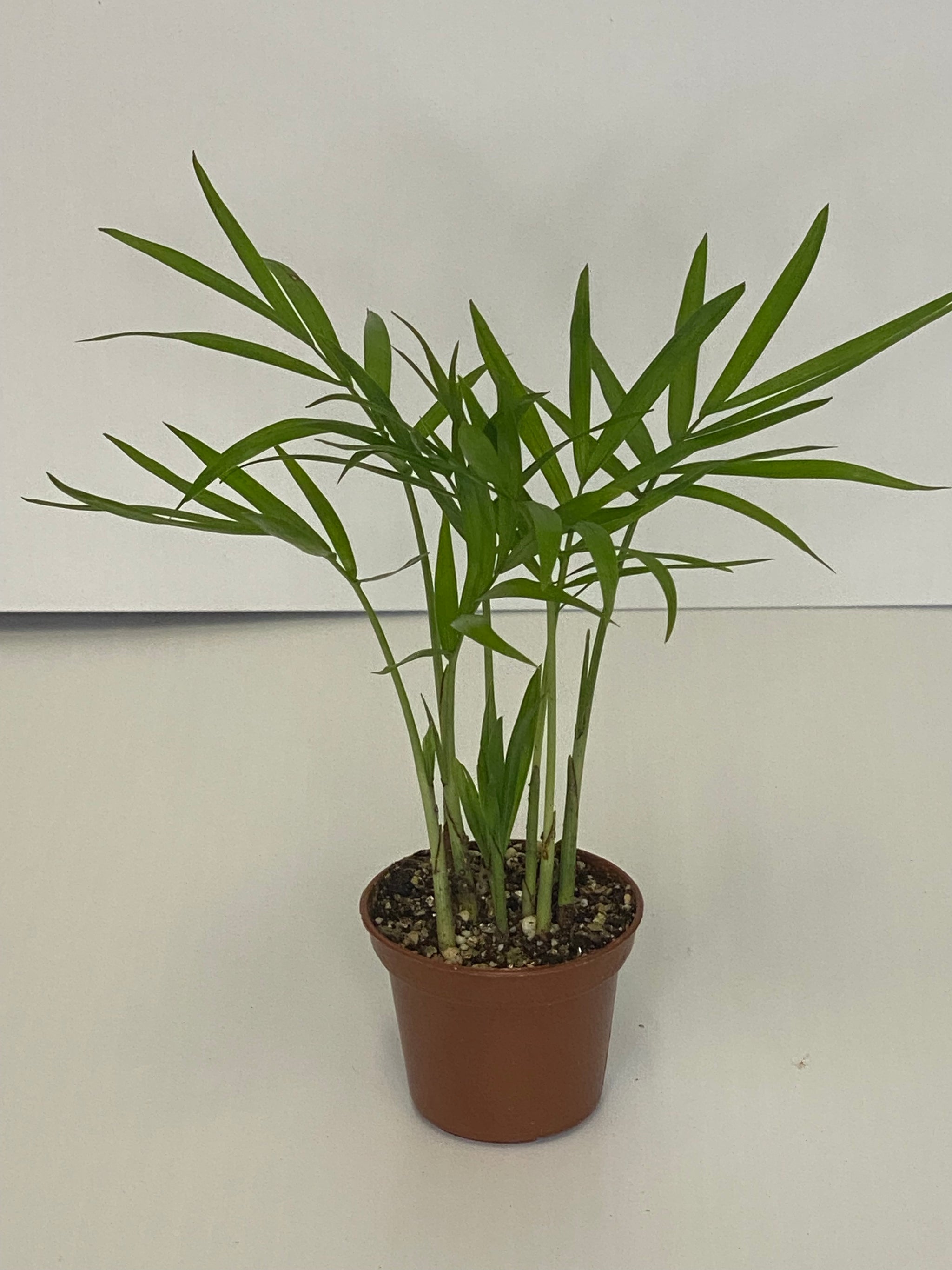 Neanthe Bella Palm (Parlor Palm)  Lush Plant Co. Decatur