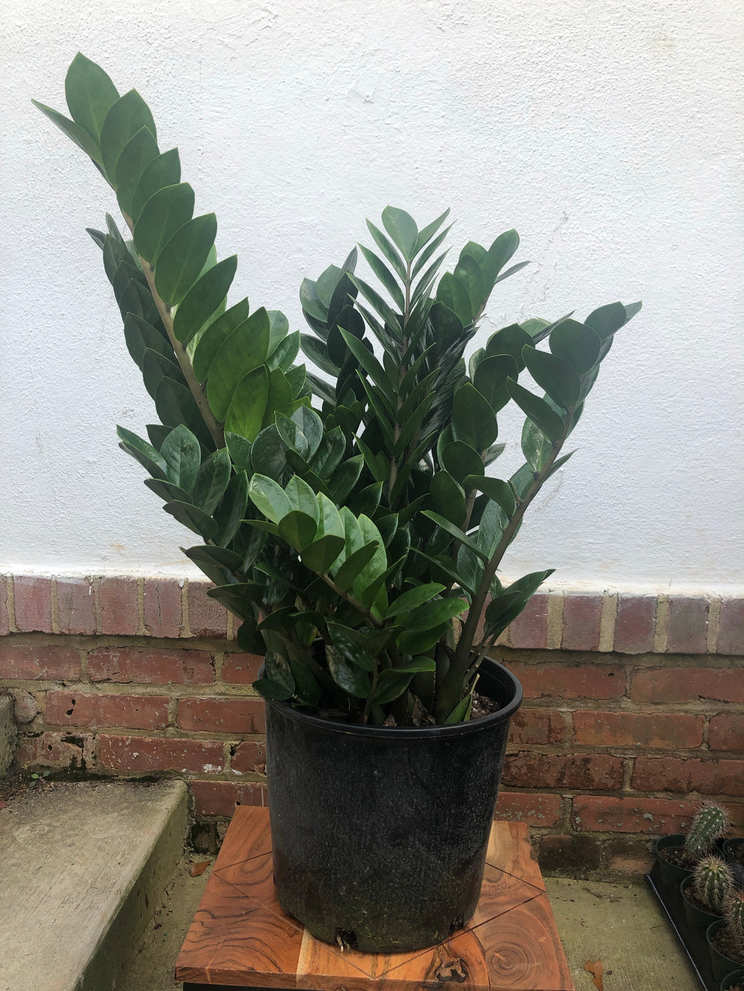 Zamioculcas Zamifolia 