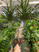 Load image into Gallery viewer, Dracaena Marginata Candleabra
