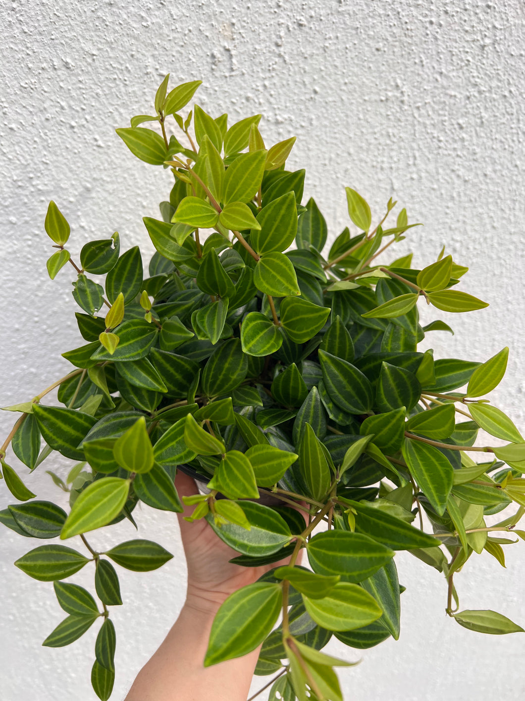 Peperomia Diamond