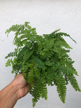 Load image into Gallery viewer, Maidenhair Fern
