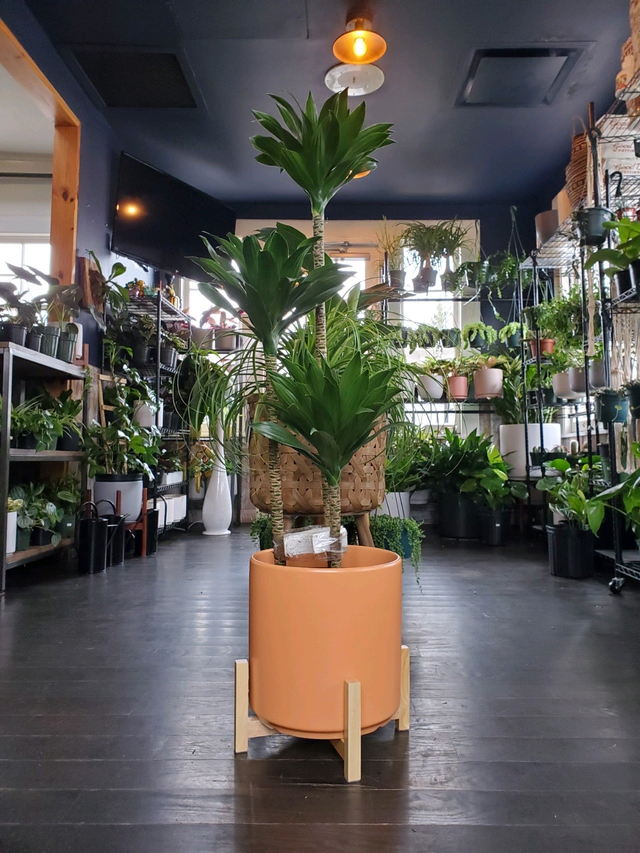 Dracaena Deremensis Janet Craig Compacta