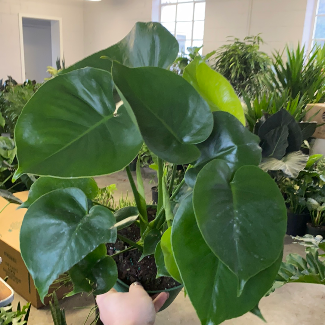 Monstera Deliciosa – Lush Plant Co. Decatur