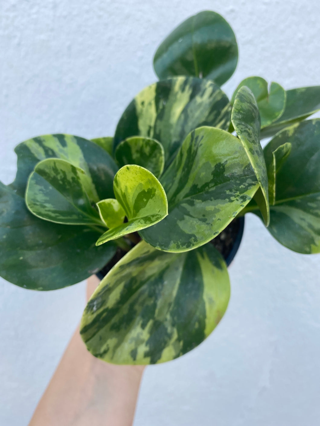 Peperomia Obtusifolia Variegated