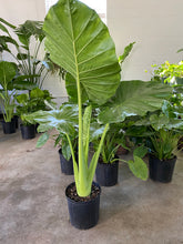 Load image into Gallery viewer, Alocasia Calidora
