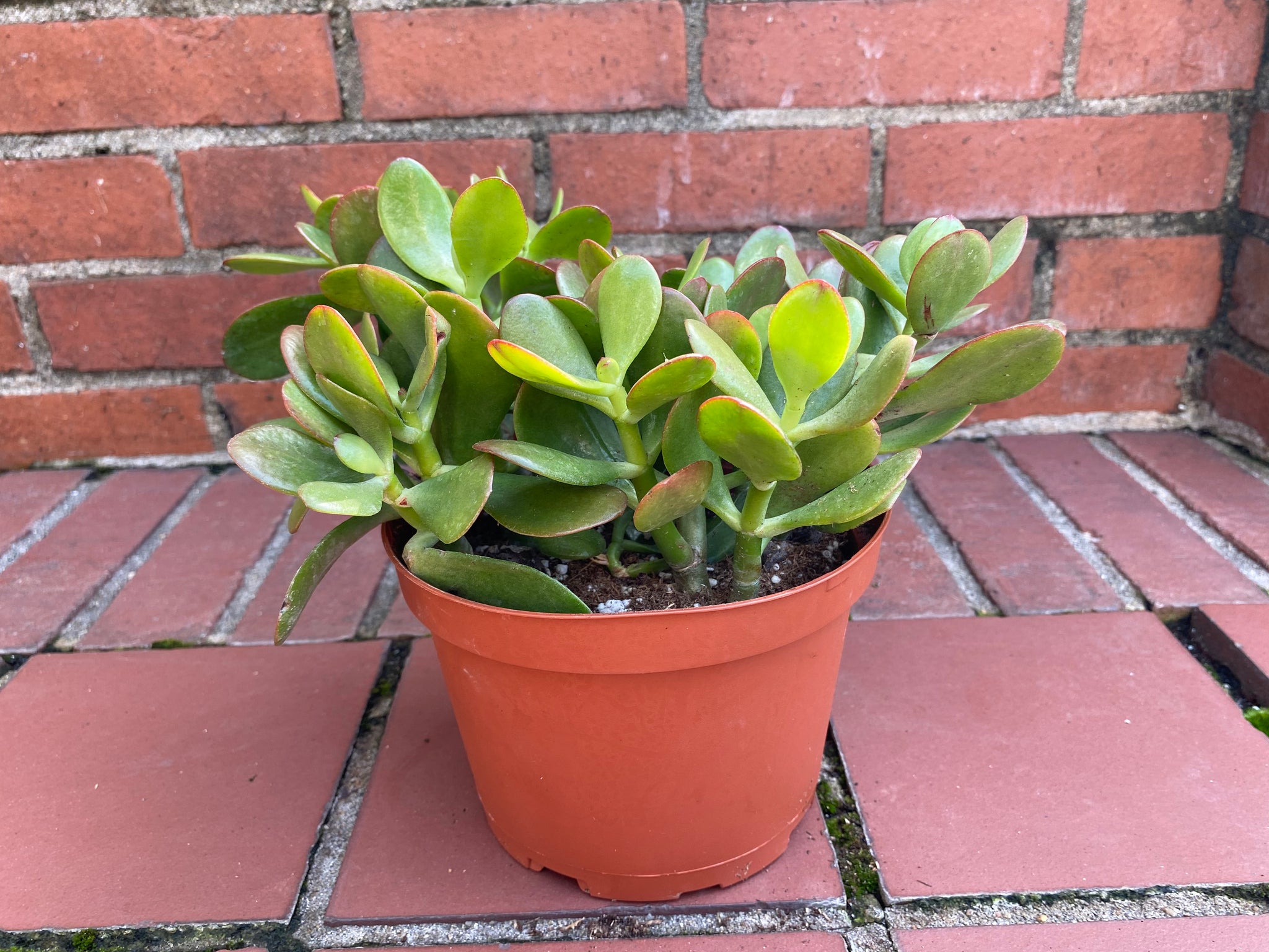 jade plant real Succulents