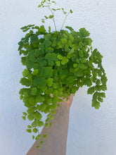 Load image into Gallery viewer, Maidenhair Fern
