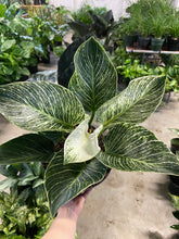 Load image into Gallery viewer, Philodendron Birkin
