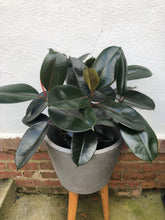 Load image into Gallery viewer, Ficus Elastica Burgundy
