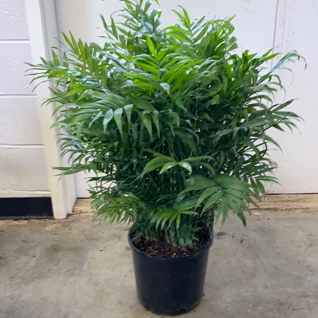 large bella palm plant png Neanthe Bella Palm (Parlor Palm) – Lush Plant Co. Decatur