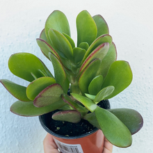 Load image into Gallery viewer, Succulents - Jade

