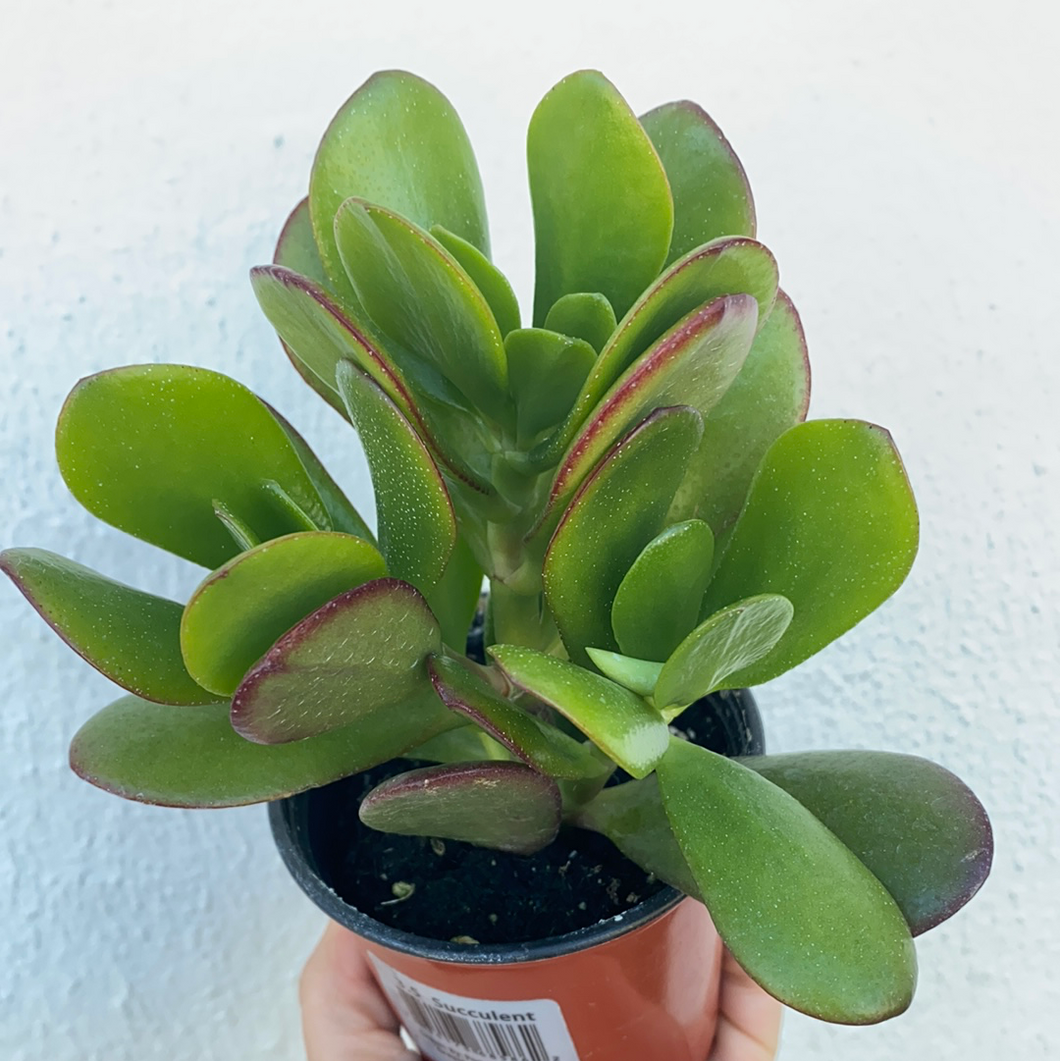 silly succulent jade Succulents