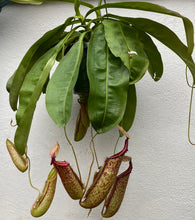 Load image into Gallery viewer, Nepenthes Pitcher Plant
