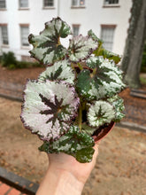 Load image into Gallery viewer, Assorted Begonia
