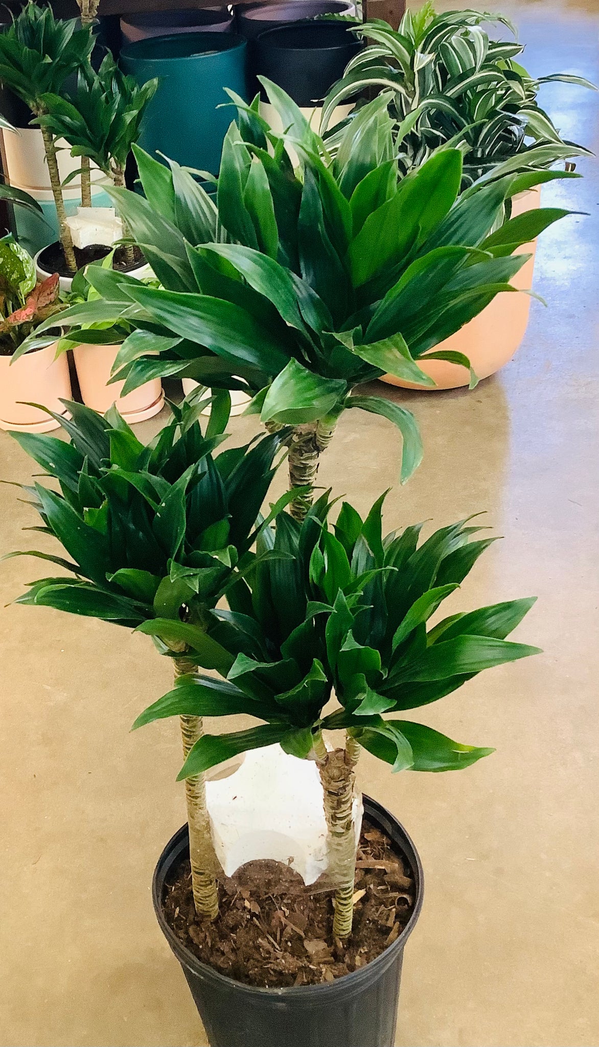 dracaena cane janet craig Dracaena Janet Craig Compacta Cane – Lush Plant Co. Decatur