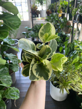 Load image into Gallery viewer, Peperomia Obtusifolia Variegated
