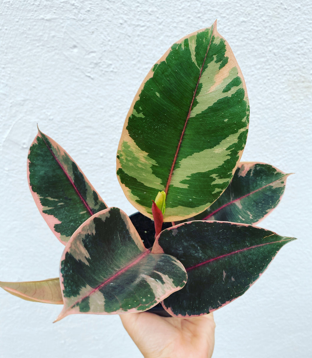 Ficus Elastica Ruby