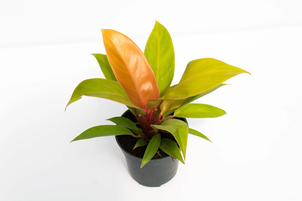 philodendron prince of orange cats Philodendron Prince of Orange – Lush Plant Co. Decatur