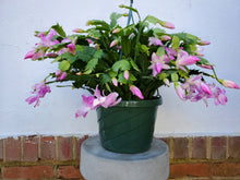 Load image into Gallery viewer, Holiday Cactus
