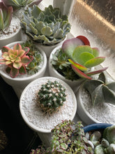 Load image into Gallery viewer, Succulent &amp; Cacti Bowls
